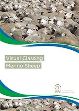 Visual Classing Merino Sheep