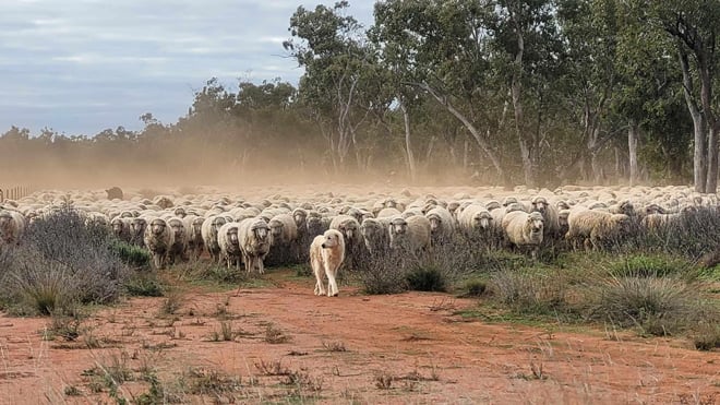 guardiandogs-case_inline1.jpg