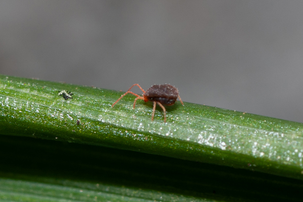 Bryobia-mite.jpg
