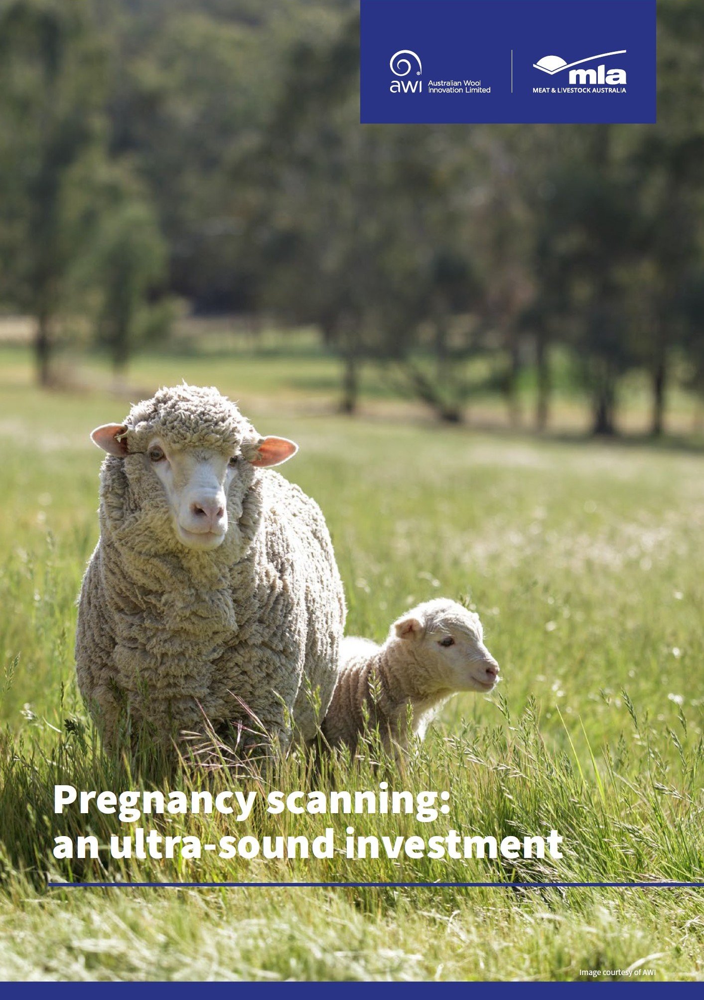 Pregnancy Scanning - an ultra sound investment